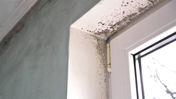 Best Office Mold Removal Services  in Willow Oak, FL