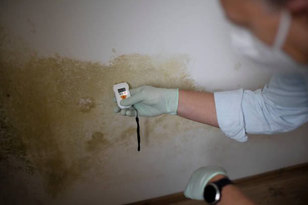 Best Certified Mold Removal  in Willow Oak, FL