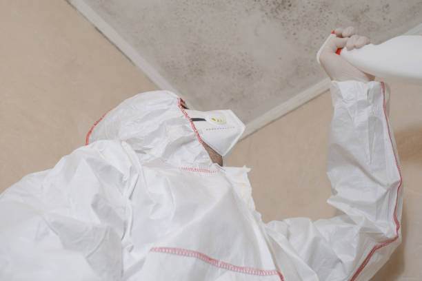 Best Toxic Mold Removal  in Willow Oak, FL