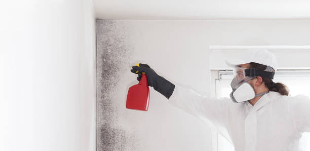 Best Same-Day Mold Removal  in Willow Oak, FL