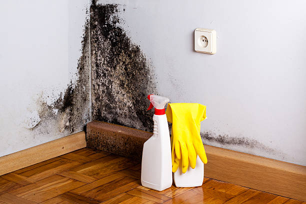 Best Crawl Space Mold Removal  in Willow Oak, FL